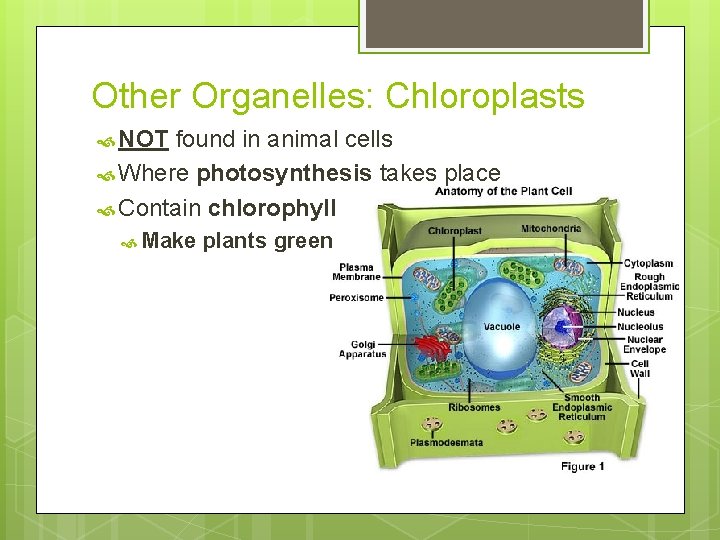 Other Organelles: Chloroplasts NOT found in animal cells Where photosynthesis takes place Contain chlorophyll