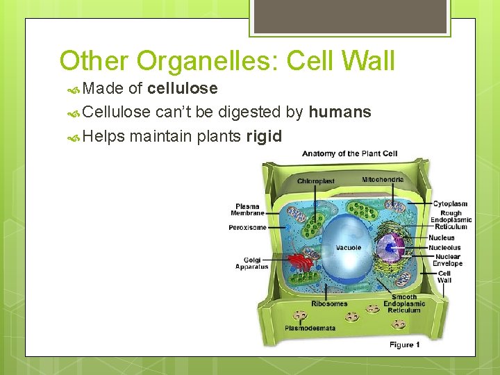 Other Organelles: Cell Wall Made of cellulose Cellulose can’t be digested by humans Helps