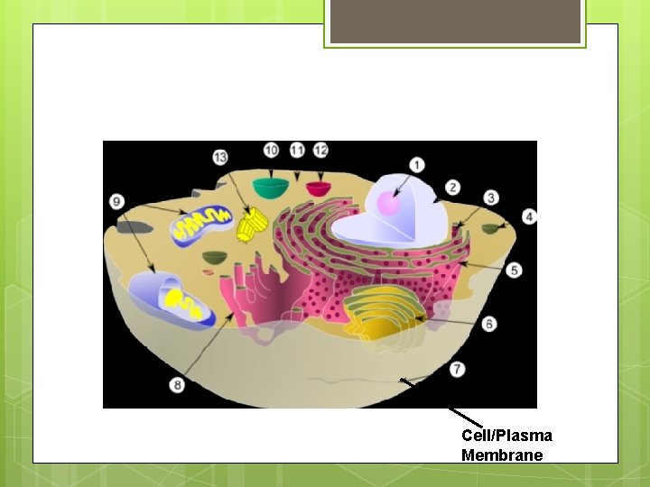 Cell/Plasma Membrane 