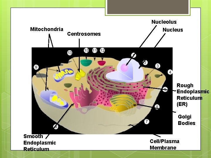 Mitochondria Centrosomes Nucleolus Nucleus Rough Endoplasmic Reticulum (ER) Golgi Bodies Smooth Endoplasmic Reticulum Cell/Plasma