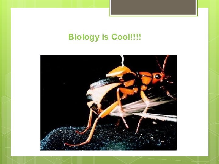 Biology is Cool!!!! 