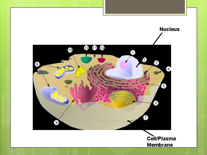 Nucleus Cell/Plasma Membrane 