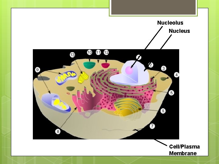 Nucleolus Nucleus Cell/Plasma Membrane 