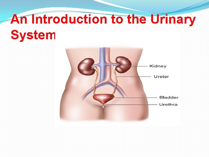 An Introduction to the Urinary System 