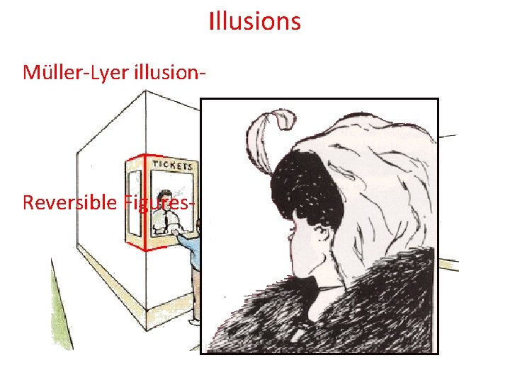 Illusions Müller-Lyer illusion- Reversible Figures- 
