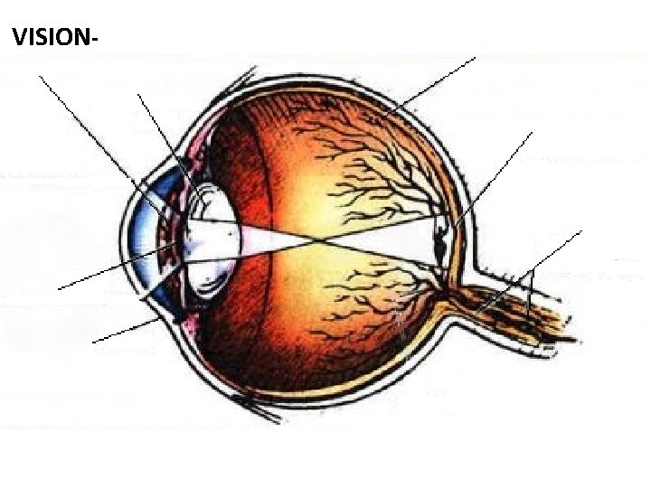 VISION- Cornea- clear curved bulge at front of eye, first step in focusing of