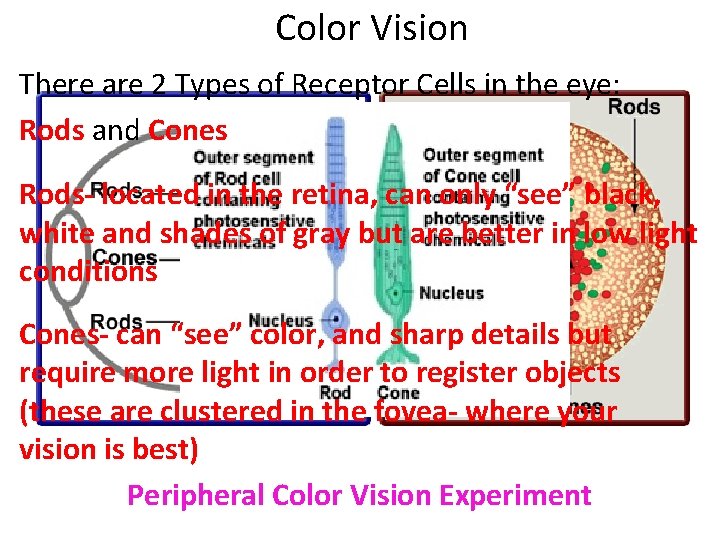 Color Vision There are 2 Types of Receptor Cells in the eye: Rods and