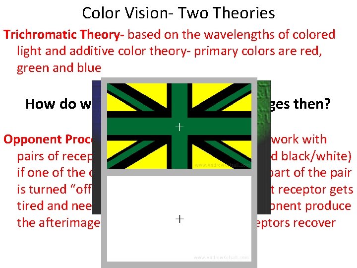 Color Vision- Two Theories Trichromatic Theory- based on the wavelengths of colored light and