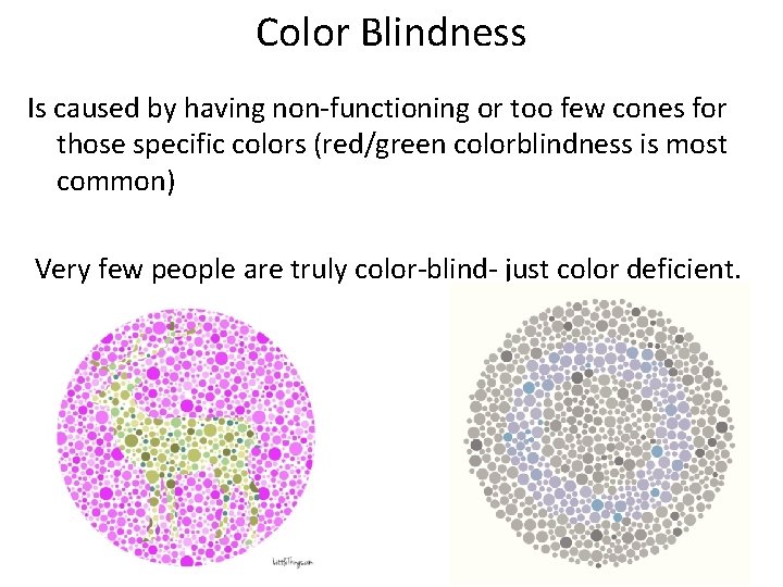 Color Blindness Is caused by having non-functioning or too few cones for those specific