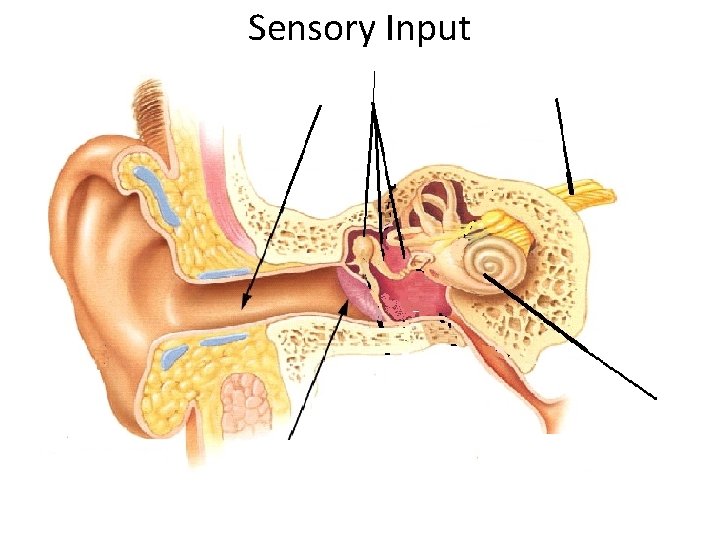 Sensory Input AUDITORY- Ear Canal- pathway into the inner ear Eardrum- tissue barrier that