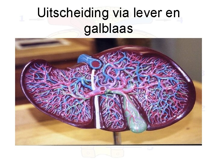 Uitscheiding via lever en galblaas 