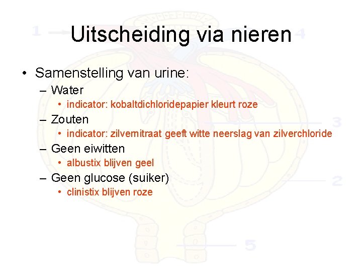 Uitscheiding via nieren • Samenstelling van urine: – Water • indicator: kobaltdichloridepapier kleurt roze