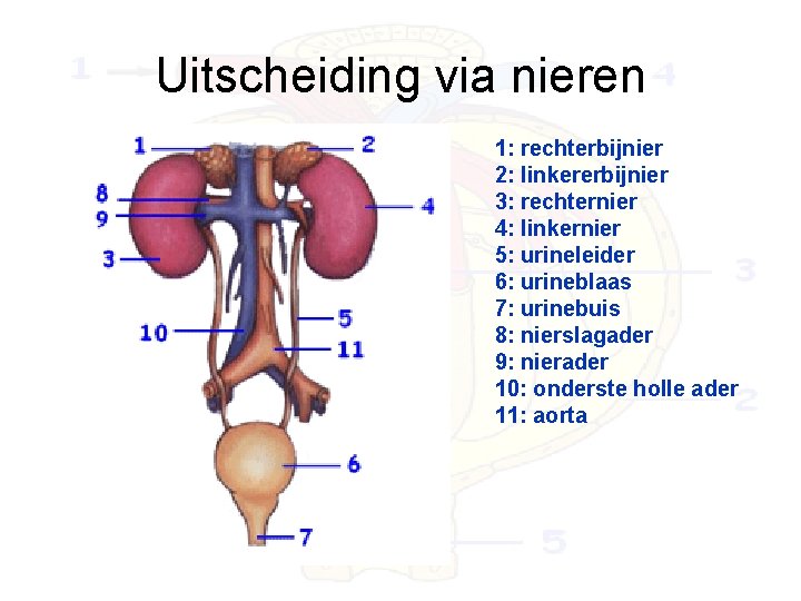 Uitscheiding via nieren 1: rechterbijnier 2: linkererbijnier 3: rechternier 4: linkernier 5: urineleider 6: