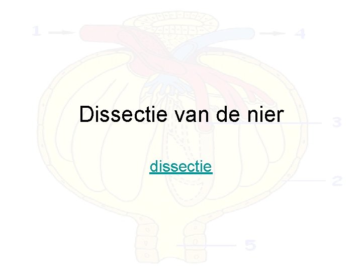 Dissectie van de nier dissectie 