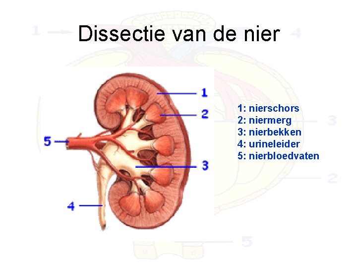 Dissectie van de nier 1: nierschors 2: niermerg 3: nierbekken 4: urineleider 5: nierbloedvaten