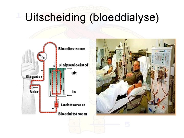 Uitscheiding (bloeddialyse) 