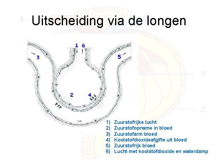 Uitscheiding via de longen 1) 2) 3) 4) 5) 6) Zuurstofrijke lucht Zuurstofopname in