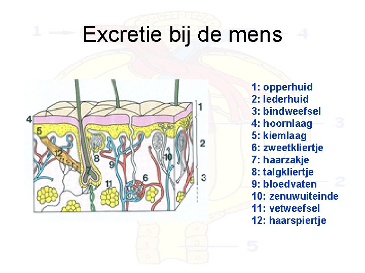 Excretie bij de mens 1: opperhuid 2: lederhuid 3: bindweefsel 4: hoornlaag 5: kiemlaag