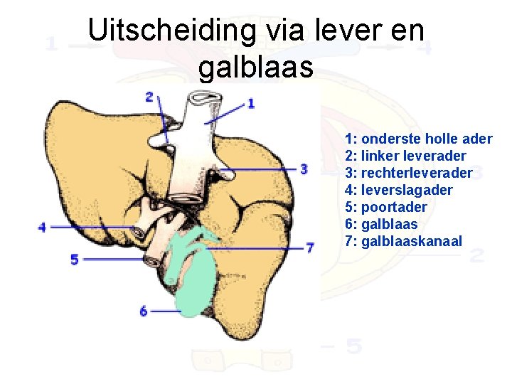 Uitscheiding via lever en galblaas 1: onderste holle ader 2: linker leverader 3: rechterleverader