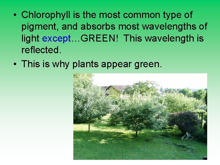  • Chlorophyll is the most common type of pigment, and absorbs most wavelengths