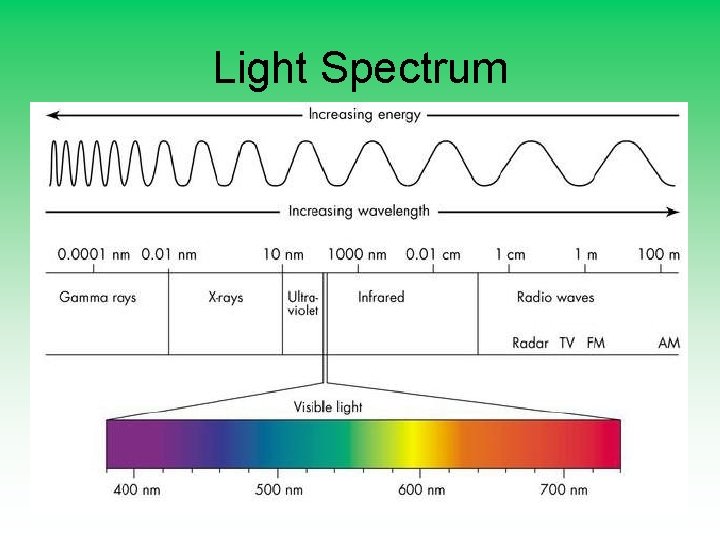 Light Spectrum 