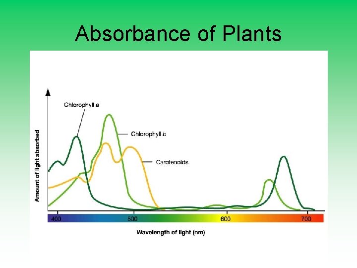 Absorbance of Plants 