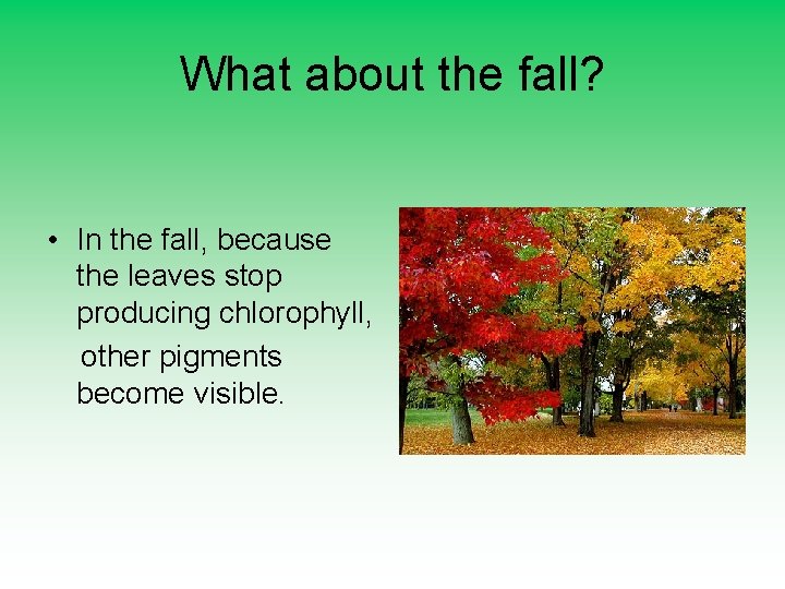 What about the fall? • In the fall, because the leaves stop producing chlorophyll,