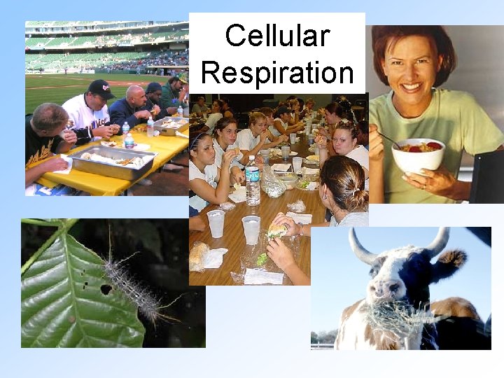 Cellular Respiration 