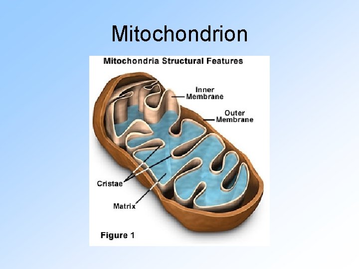 Mitochondrion 