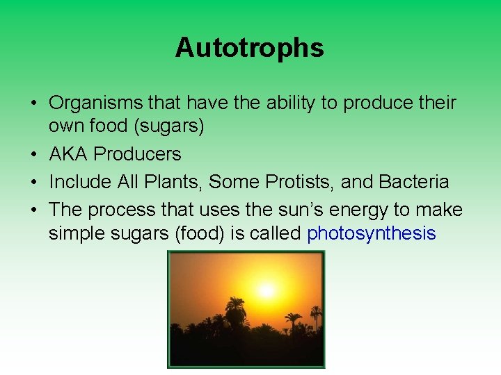 Autotrophs • Organisms that have the ability to produce their own food (sugars) •