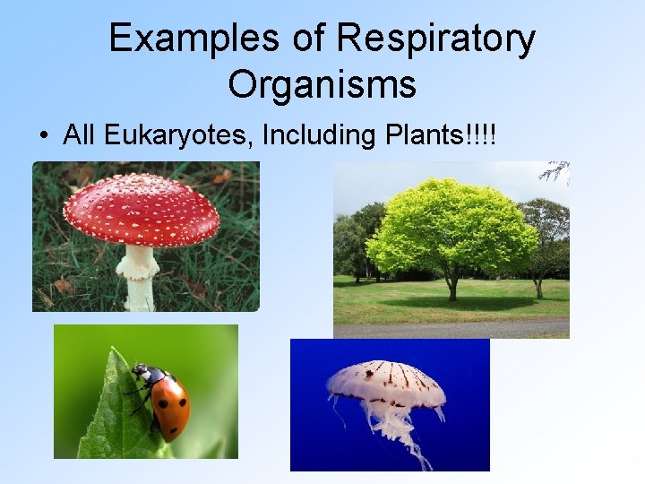 Examples of Respiratory Organisms • All Eukaryotes, Including Plants!!!! 