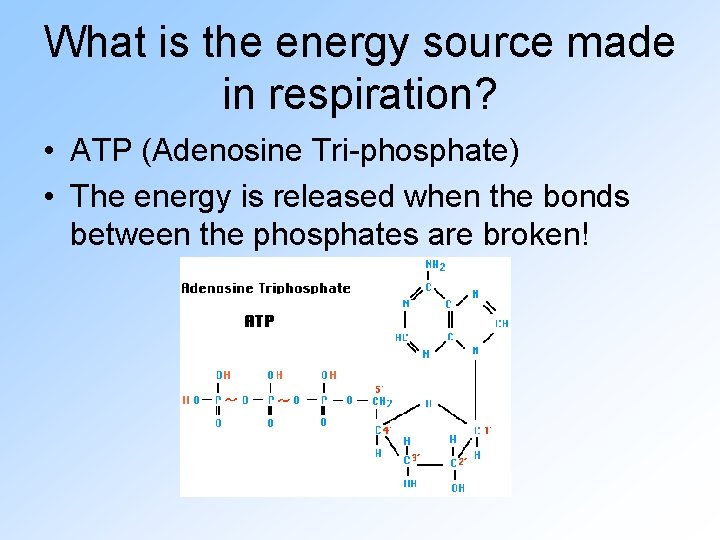 What is the energy source made in respiration? • ATP (Adenosine Tri-phosphate) • The