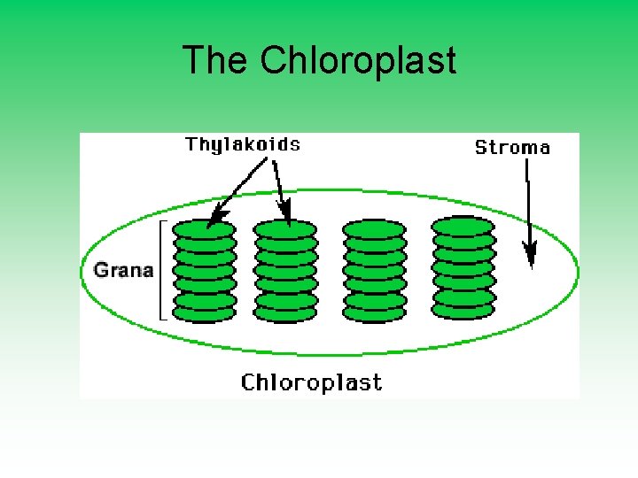 The Chloroplast 