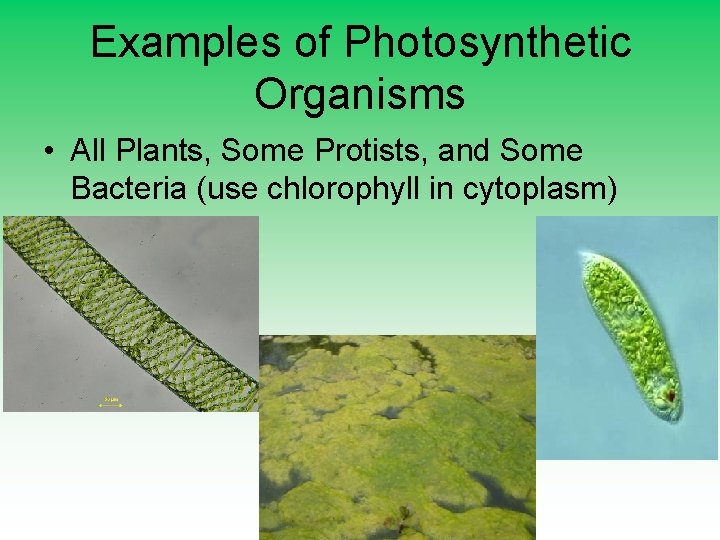 Examples of Photosynthetic Organisms • All Plants, Some Protists, and Some Bacteria (use chlorophyll