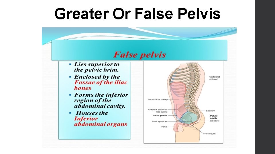 Greater Or False Pelvis 