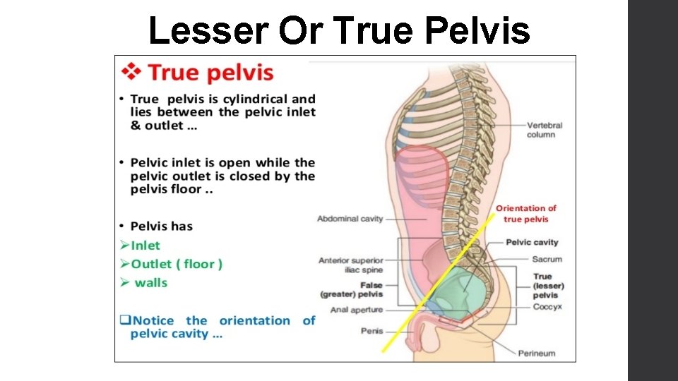 Lesser Or True Pelvis 