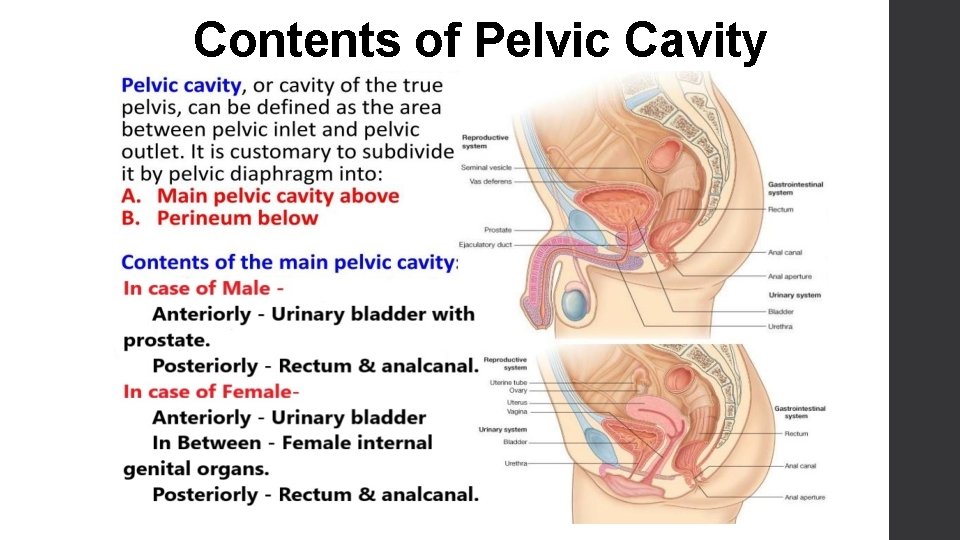 Contents of Pelvic Cavity 