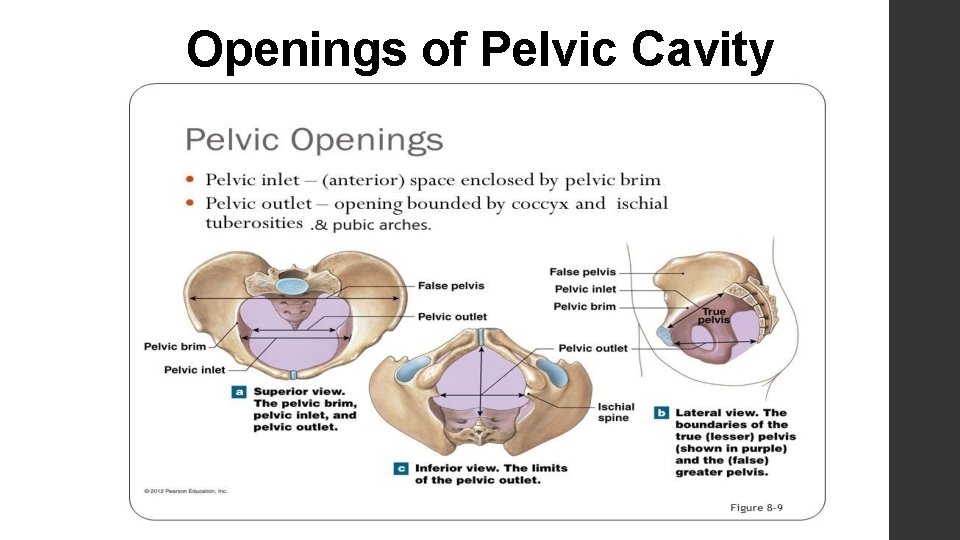 Openings of Pelvic Cavity 