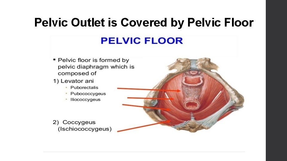 Pelvic Outlet is Covered by Pelvic Floor 