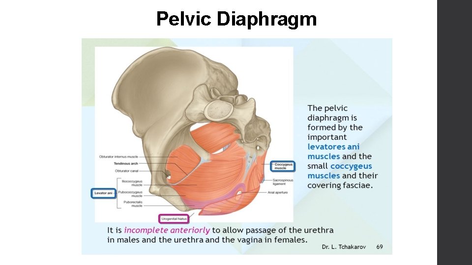 Pelvic Diaphragm 