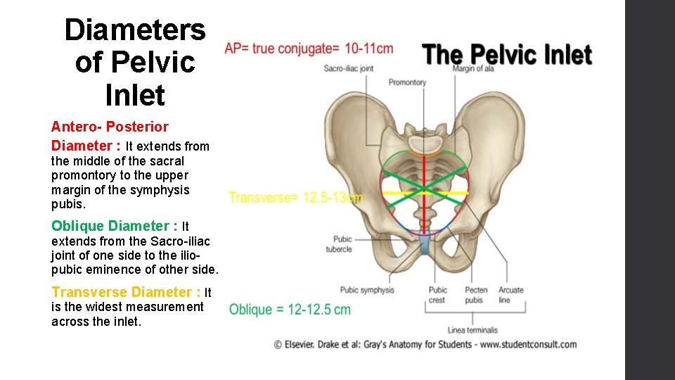 Diameters of Pelvic Inlet Antero- Posterior Diameter : It extends from the middle of