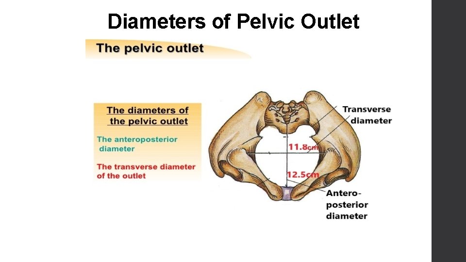 Diameters of Pelvic Outlet 