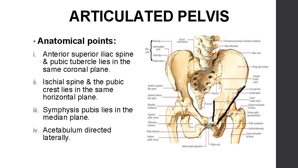 ARTICULATED PELVIS • Anatomical points: i. Anterior superior iliac spine & pubic tubercle lies