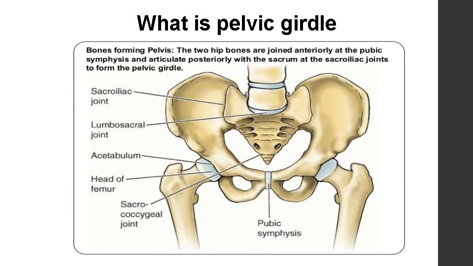What is pelvic girdle 