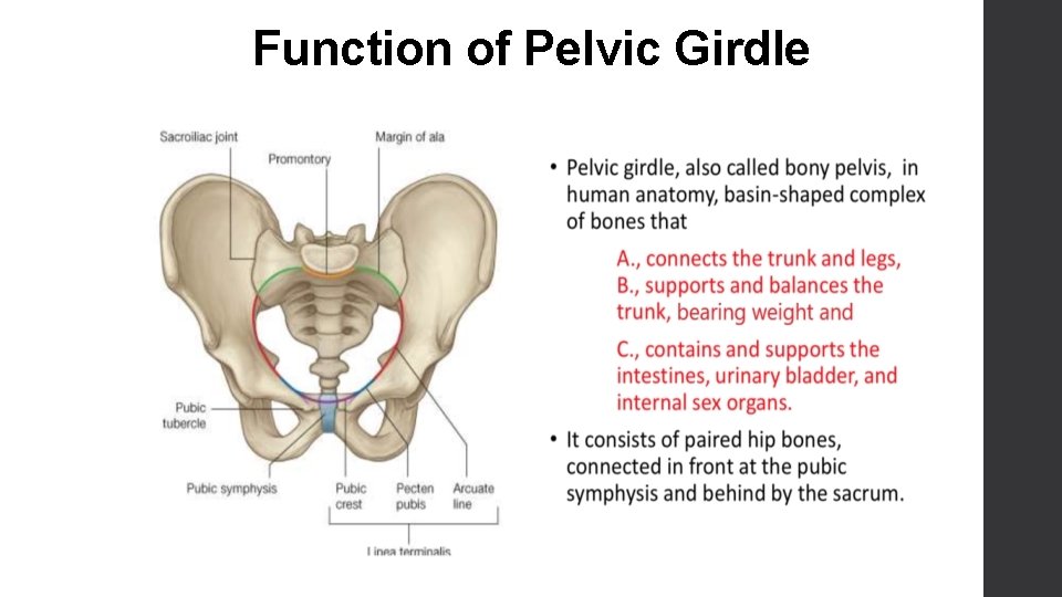 Function of Pelvic Girdle 