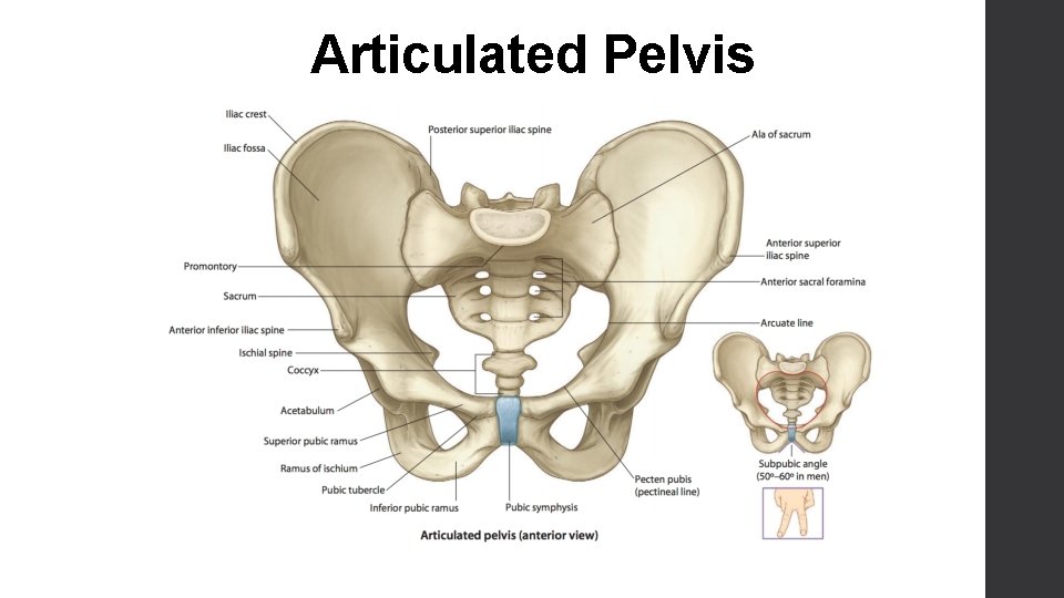 Articulated Pelvis 