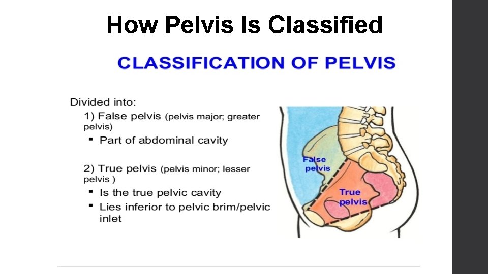 How Pelvis Is Classified 