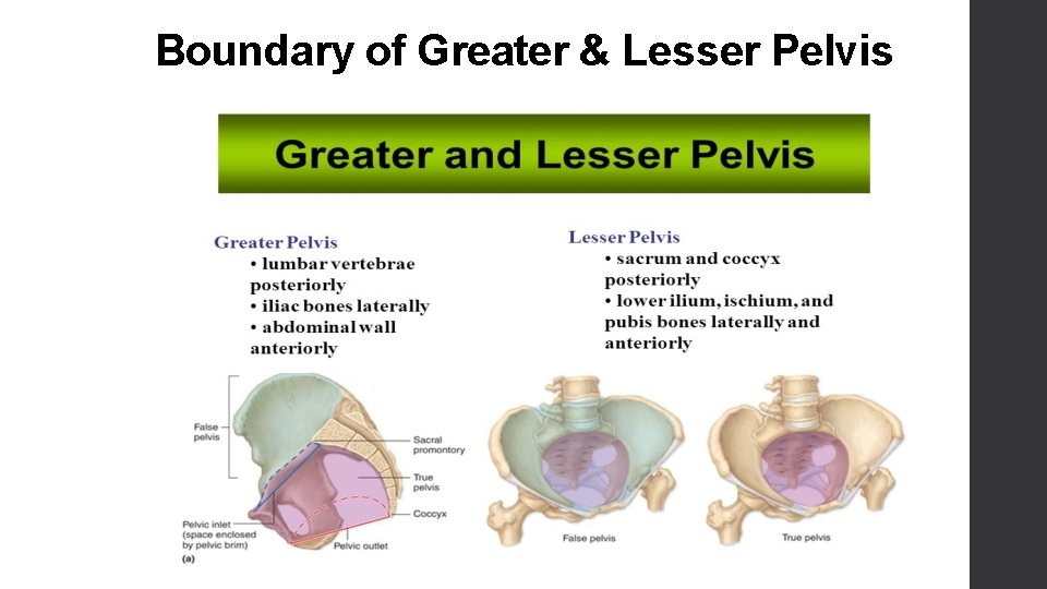 Boundary of Greater & Lesser Pelvis 