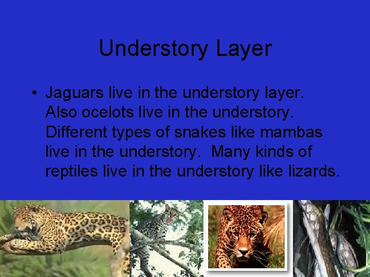 Hunters and Jakobs RAINFOREST ADVENTURE What is a