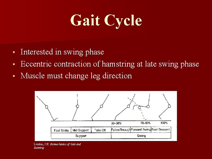 Gait Cycle Interested in swing phase • Eccentric contraction of hamstring at late swing